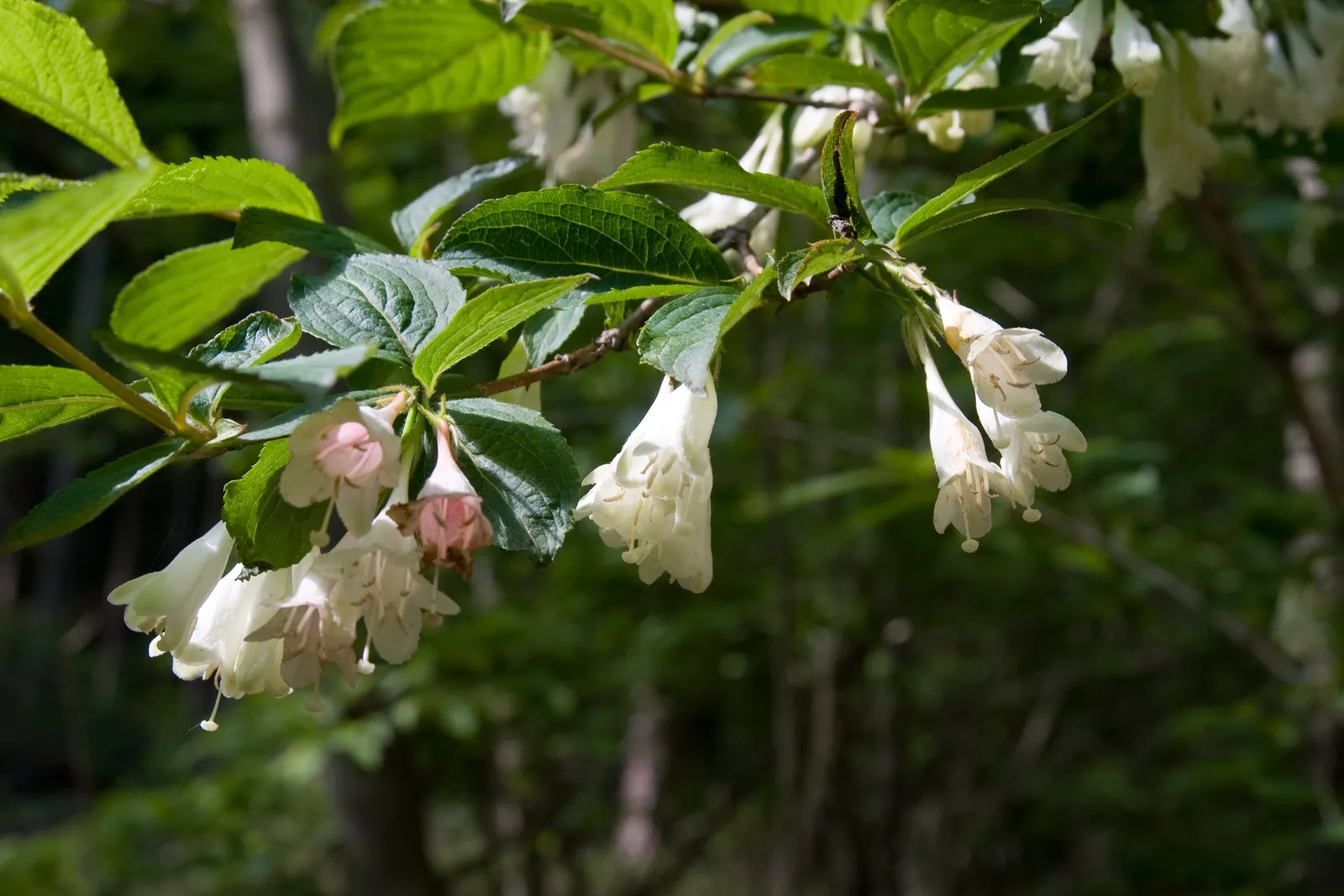 Weigela (Weigela Florida) — with re-blooming varieties offering additional color splashes throughout the summer, image 73