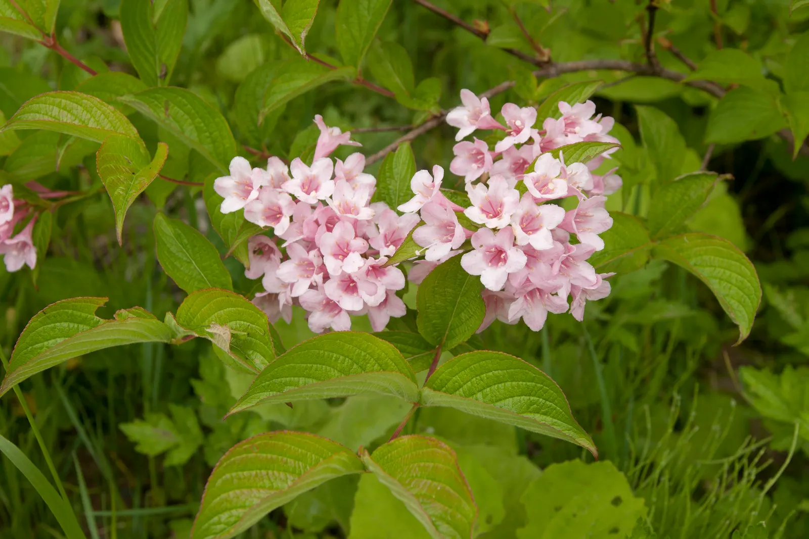 Weigela (Weigela Florida) — making it a captivating addition to any landscape design