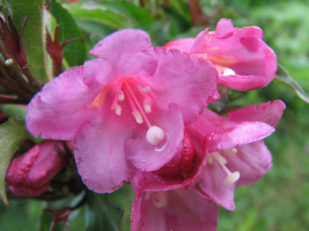 Weigela (Weigela Florida) — Pruning post-bloom encourages new growth; making it a captivating addition to any landscape design, image 64