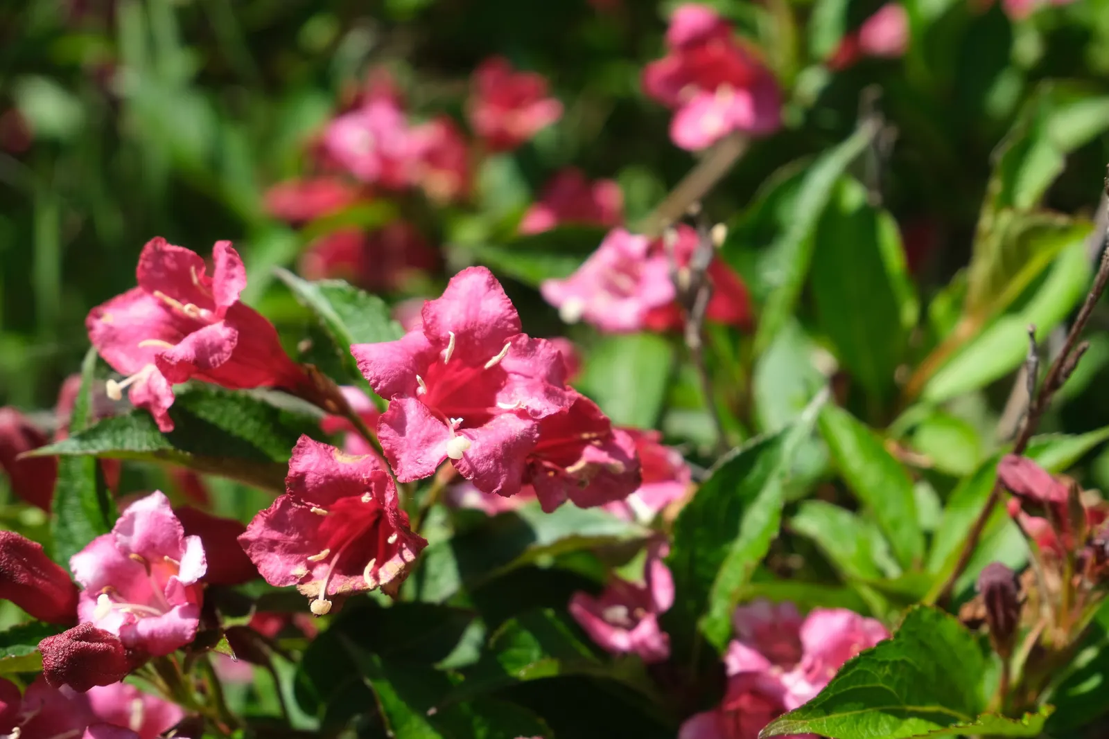 Weigela (Weigela Florida) — Lush foliage ranges from green to variegated patterns; pruning should be done immediately after flowering to shape the, image 91