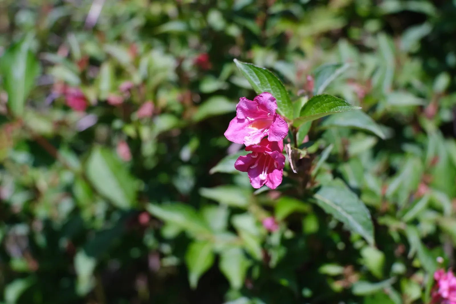 Weigela (Weigela Florida) — depending on the species.<br><br>Weigela thrives in full sun to partial shade; shrub with pink blooms, image 79
