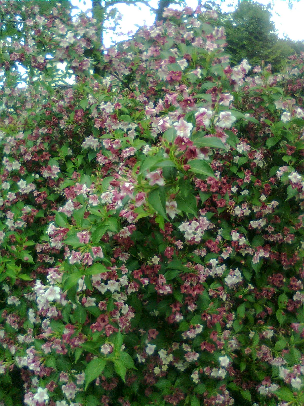 Weigela (Weigela Florida) — attracting hummingbirds and butterflies to the garden