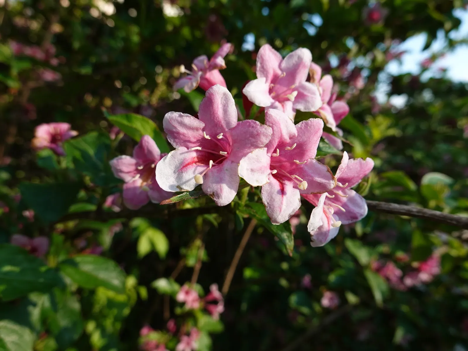 Weigela (Weigela Florida) — Pruning post-bloom encourages new growth; making it a captivating addition to any landscape design, image 93