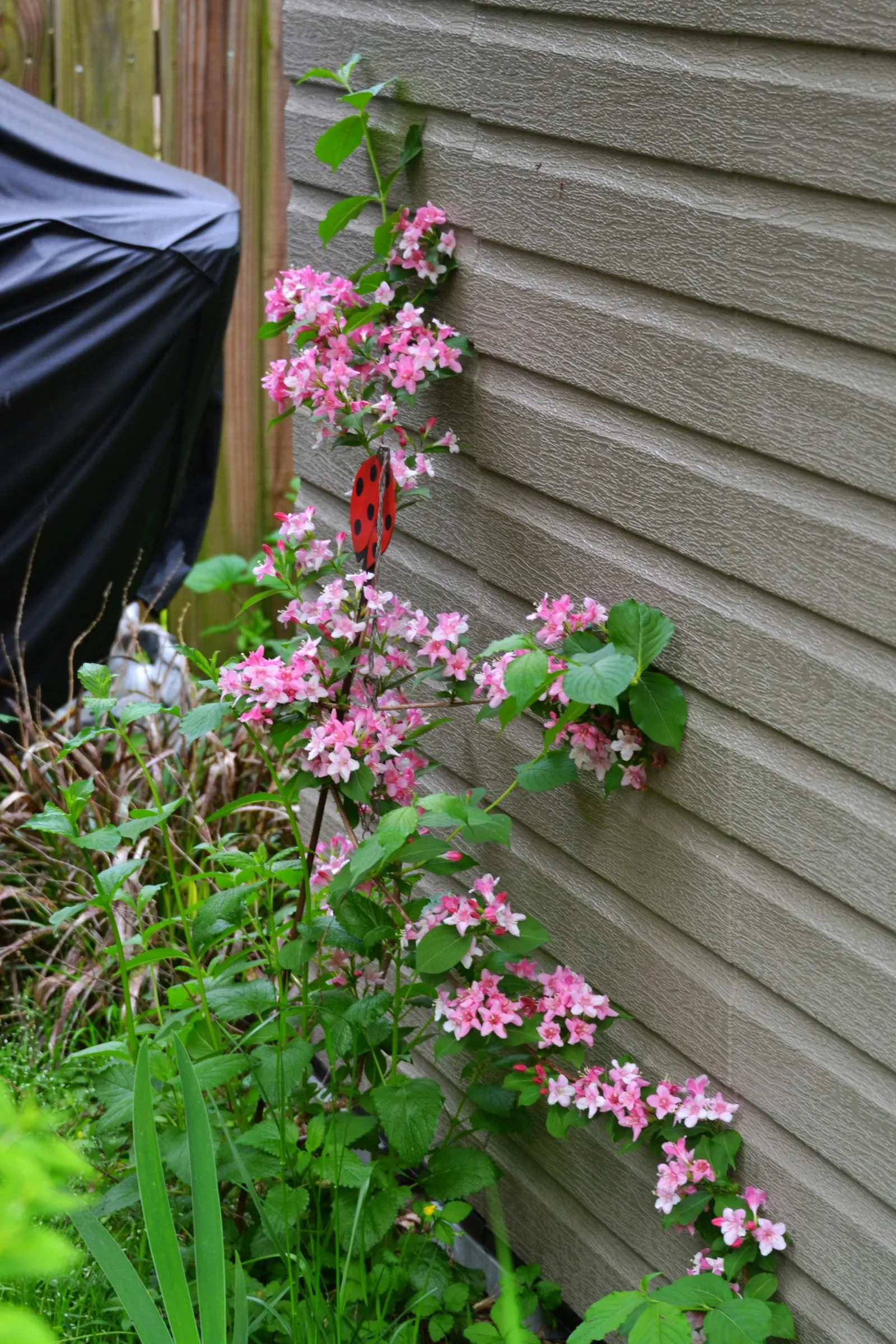 Weigela (Weigela Florida) — Plant in well-drained soil, and consider incorporating organic matter to enrich the planting site; it reaches a mature height of 6