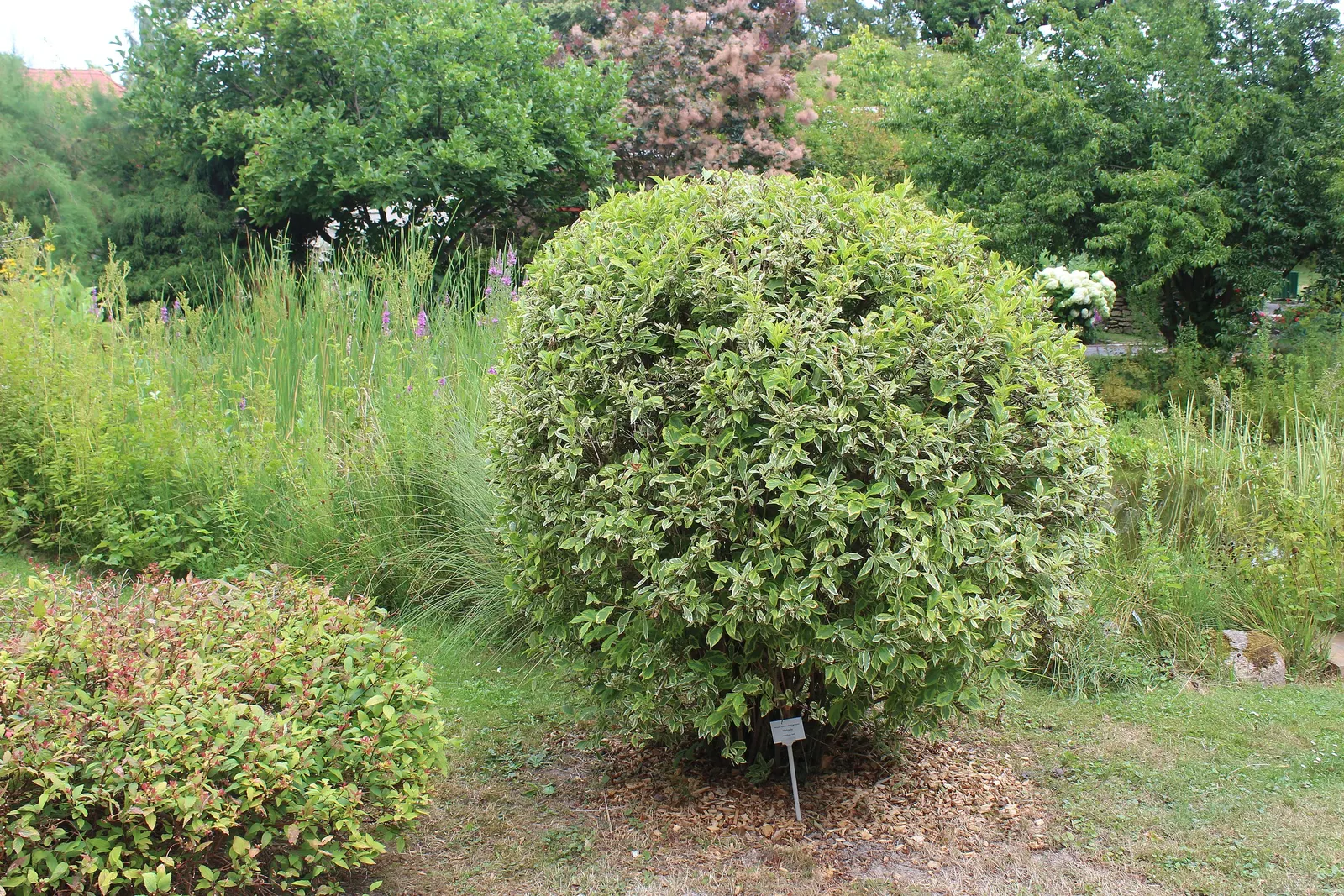 Weigela (Weigela Florida) — commonly referred to as Weigela; this low-maintenance shrub is ideal for hedges, foundation plantings, or as a specimen, image 66