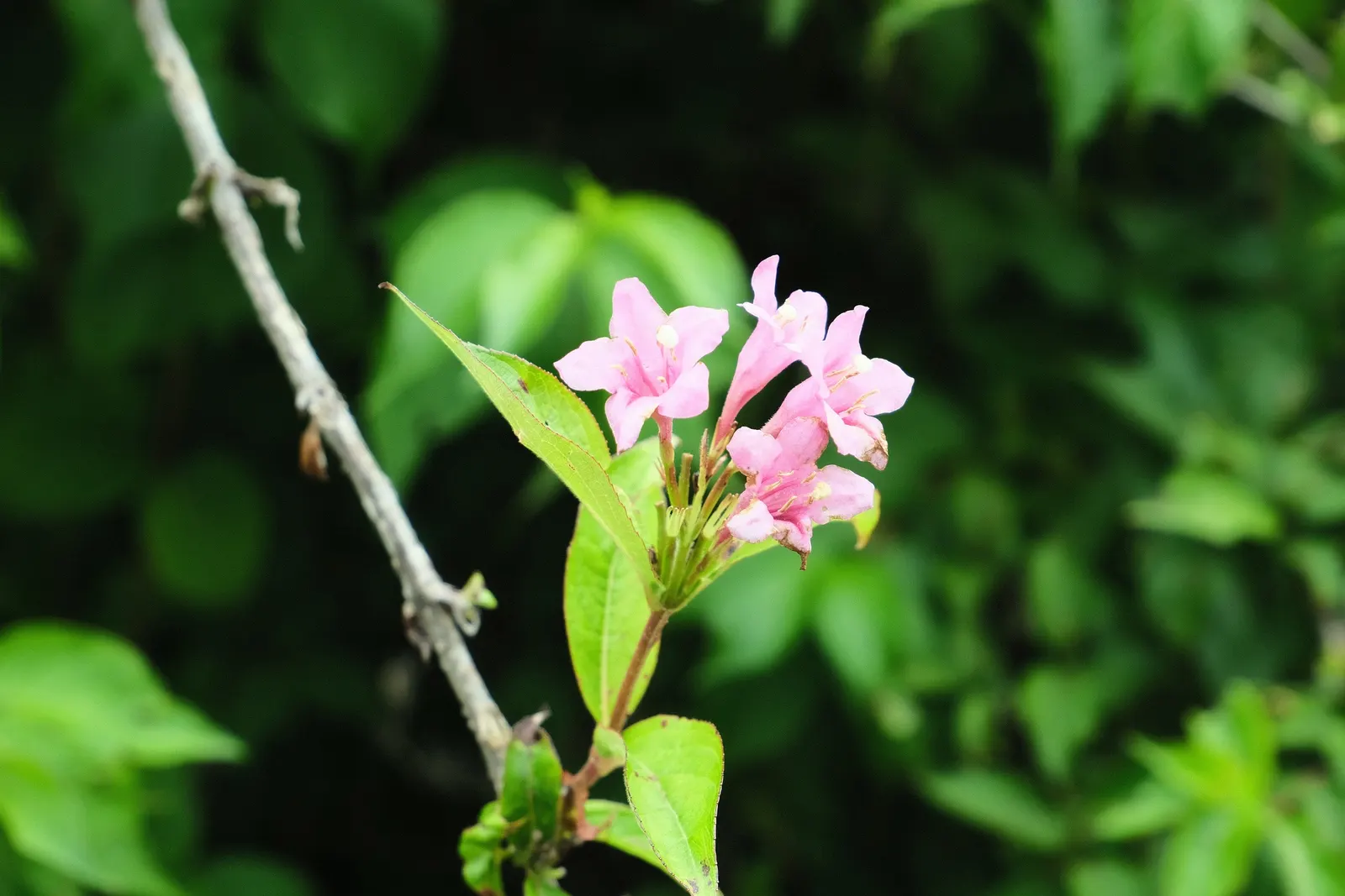 Weigela (Weigela Florida) — pink flowers in the garden; withstanding temperatures down to -30°F, image 85