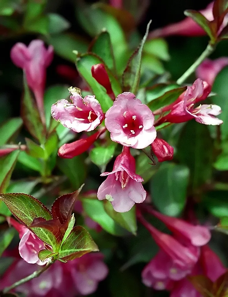 Weigela (Weigela Florida) — making it a captivating addition to any landscape design; is a deciduous shrub that is lauded for its showy trumpet-shaped blossoms