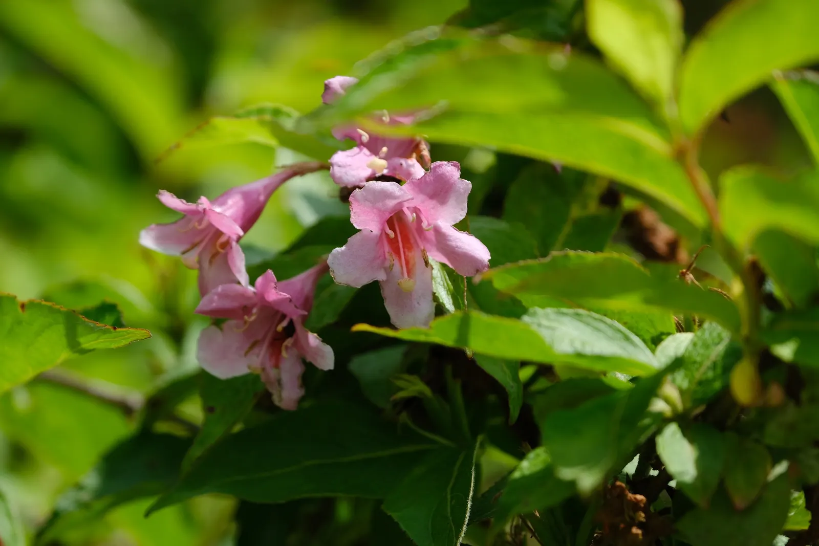 Weigela (Weigela Florida) — Plant in well-drained soil, and consider incorporating organic matter to enrich the planting site; it reaches a mature, image 81