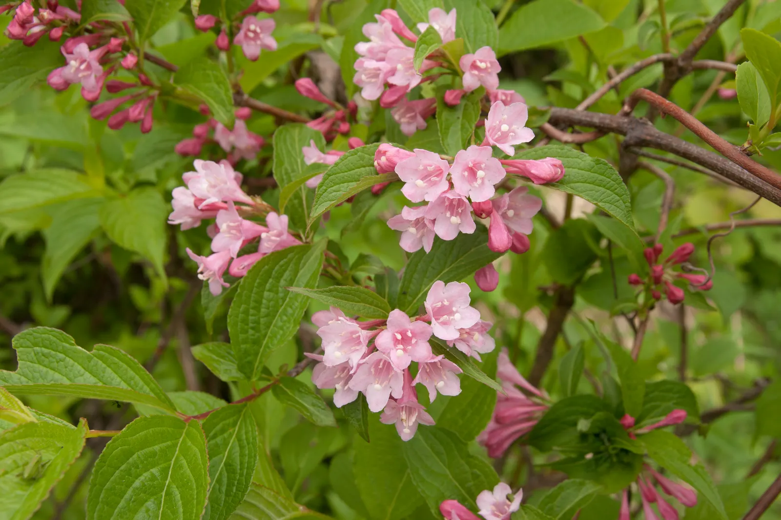Weigela (Weigela Florida) — this well-loved cultivar flourishes in USDA hardiness zones 4 through 8; the funnel-shaped flowers come in an assortment of hues