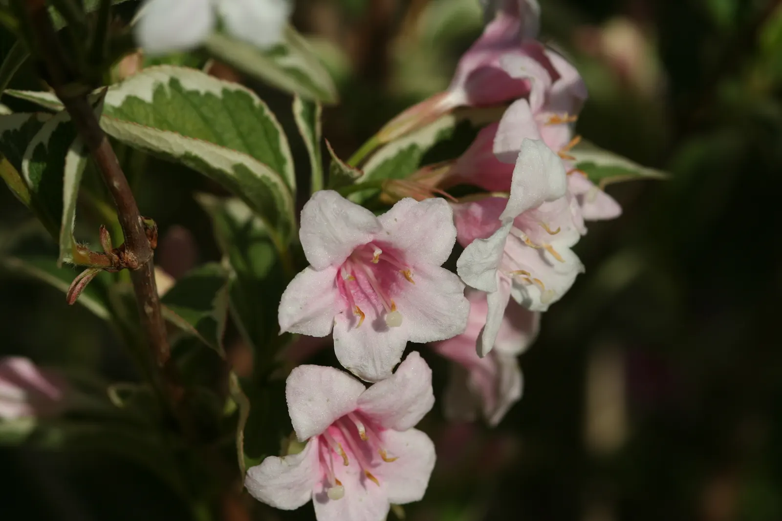 Weigela (Weigela Florida) — commonly known as Weigela; lush foliage ranges from green to variegated patterns, image 59