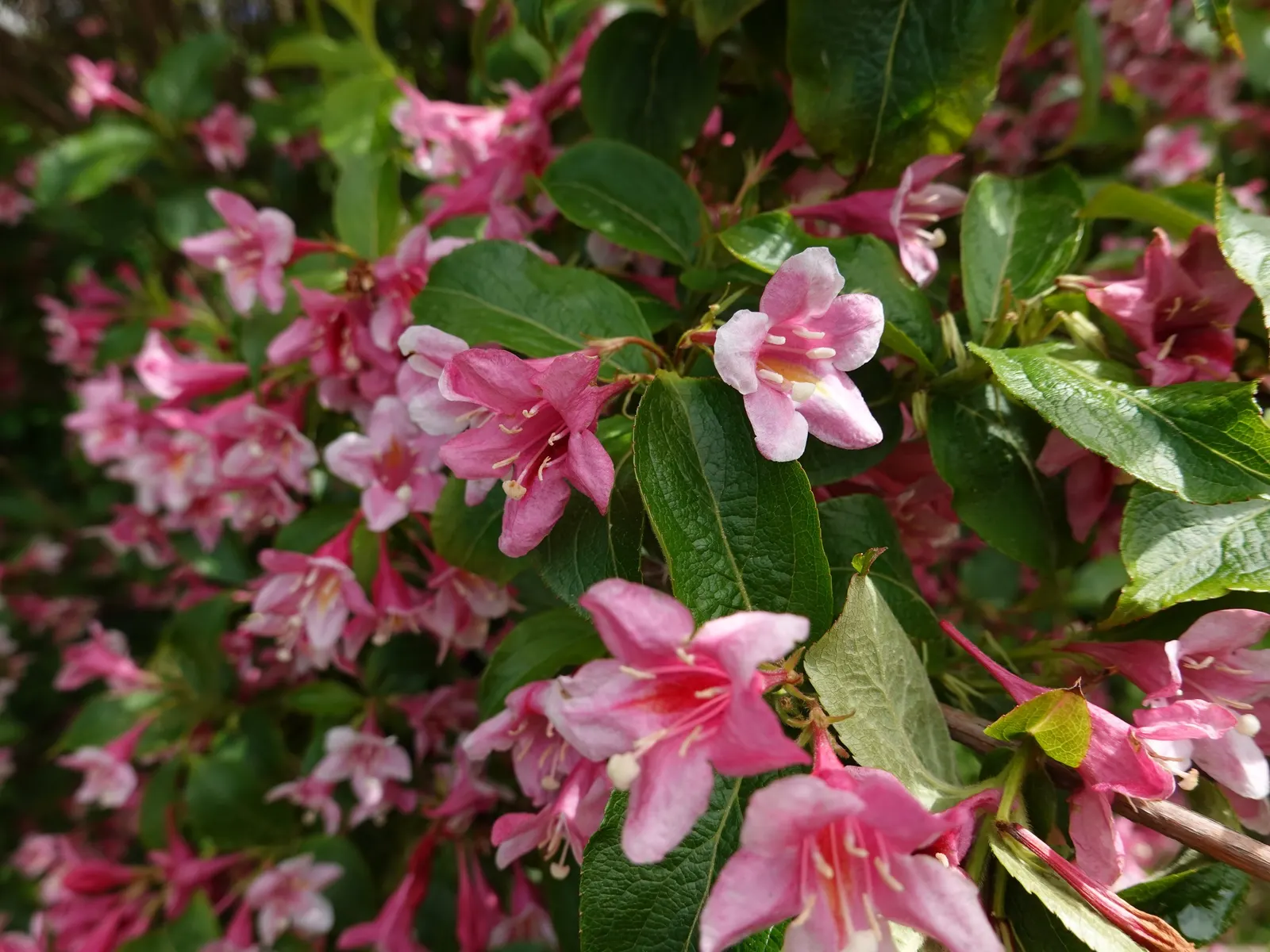 Weigela (Weigela Florida) — This low-maintenance shrub is ideal for hedges, foundation plantings, or as a specimen in a mixed border; varying in color from
