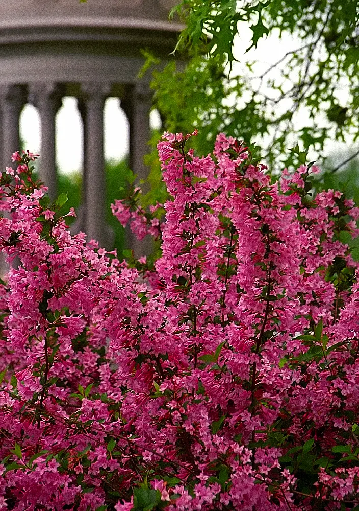 Weigela (Weigela Florida) — attracting hummingbirds and butterflies to the garden; shrub for full or half