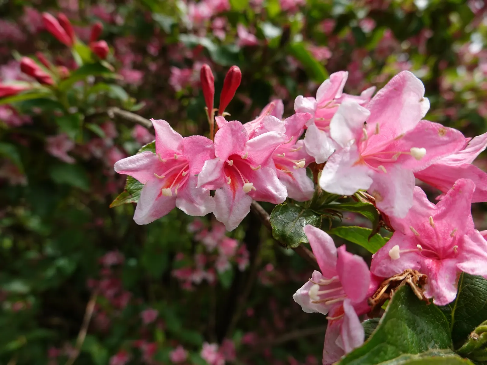Weigela (Weigela Florida) — Pruning should be done immediately after flowering to shape the plant and encourage next year's bloom