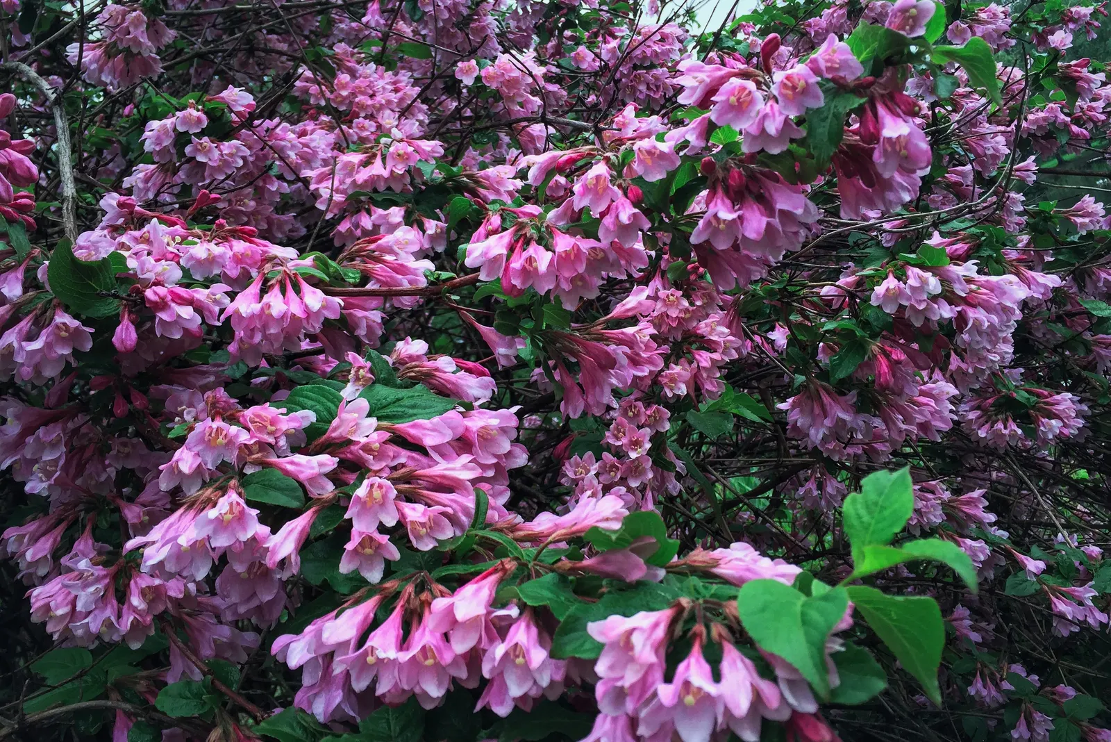 Weigela (Weigela Florida) — is a deciduous shrub reaching heights of 4-6 feet; this well-loved cultivar flourishes in USDA hardiness zones 4 through 8
