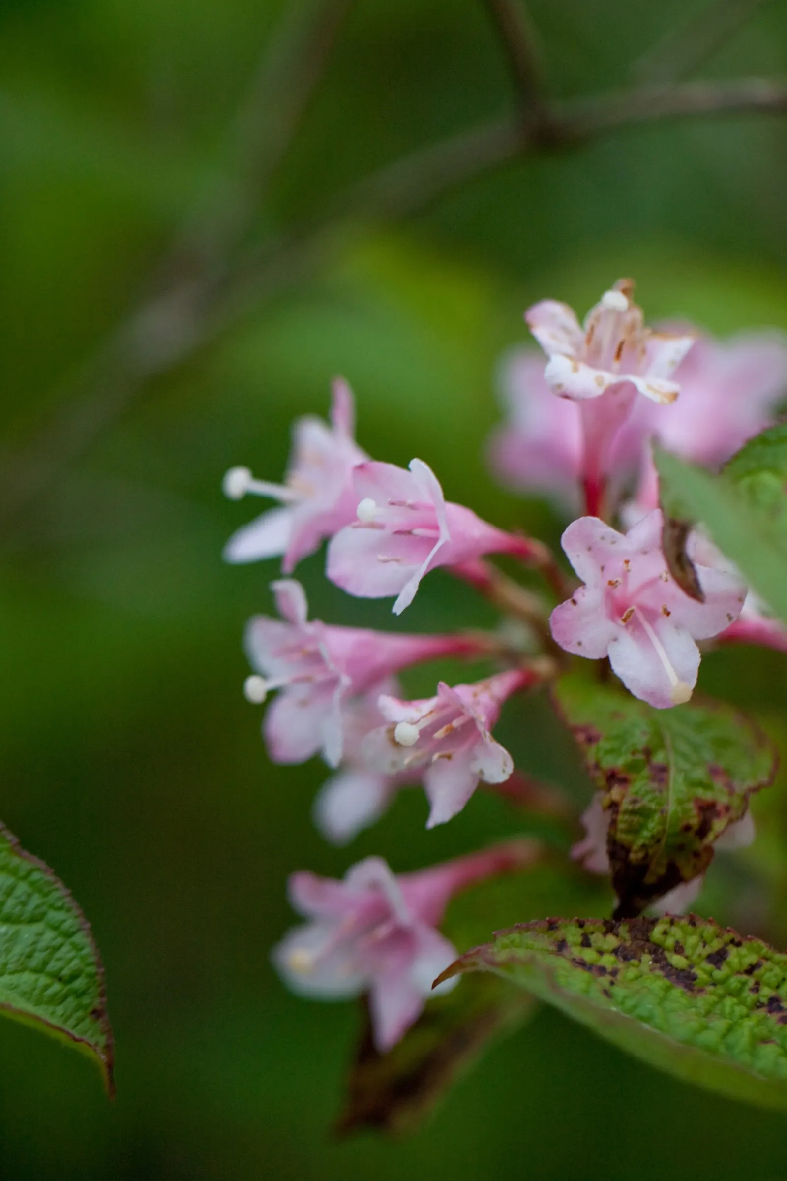 Weigela (Weigela Florida) — Attracts hummingbirds and is deer resistant; attracting hummingbirds and butterflies to the garden, image 65