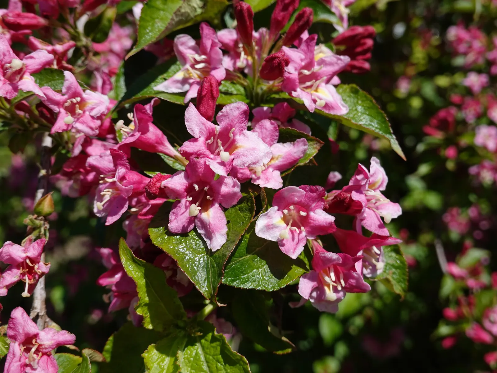 Weigela (Weigela Florida) — withstanding temperatures down to -30°F; plant in well-drained soil, and consider incorporating organic matter to, image 70