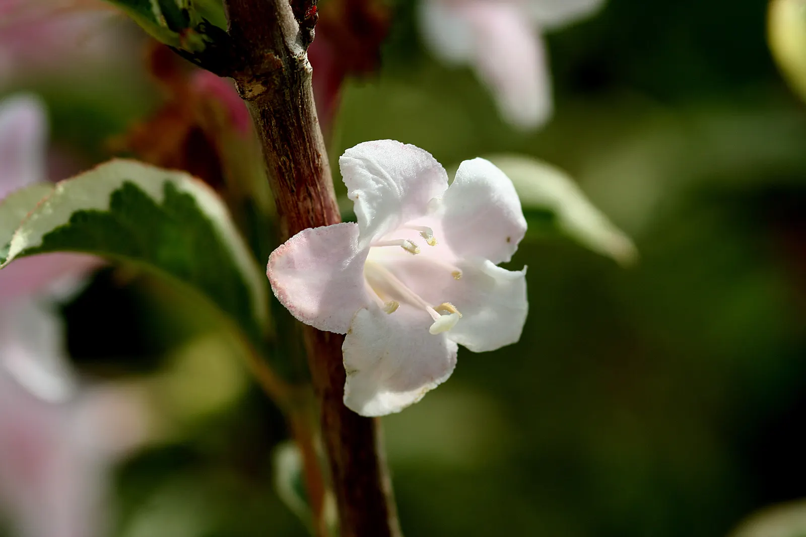 Weigela (Weigela Florida) — commonly known as Weigela; lush foliage ranges from green to variegated patterns, image 88