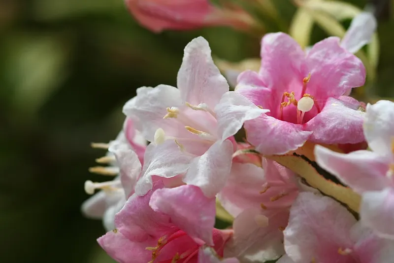 Weigela (Weigela Florida) — depending on the species.<br><br>Weigela thrives in full sun to partial shade