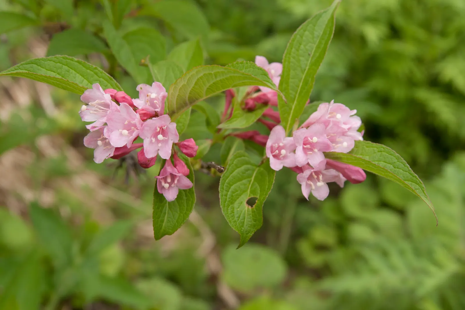 Weigela (Weigela Florida) — requiring a minimum of 6 hours of direct sunlight for optimal flowering; pruning post-bloom encourages new growth