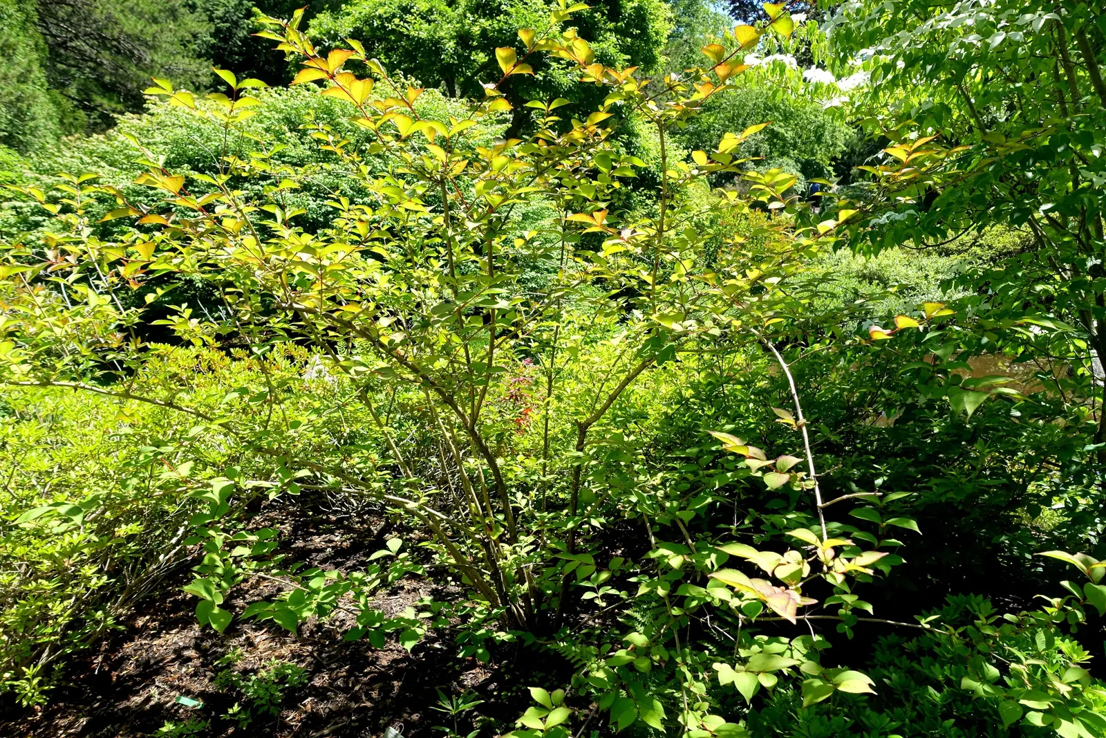 Weigela (Weigela Florida) — commonly known as Weigela