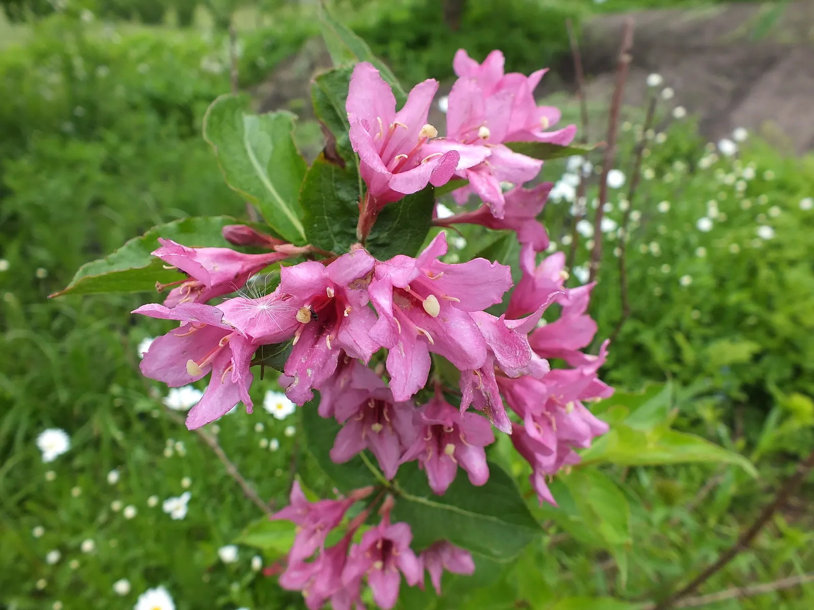 Weigela (Weigela Florida) — The funnel-shaped flowers come in an assortment of hues ranging from white to pink