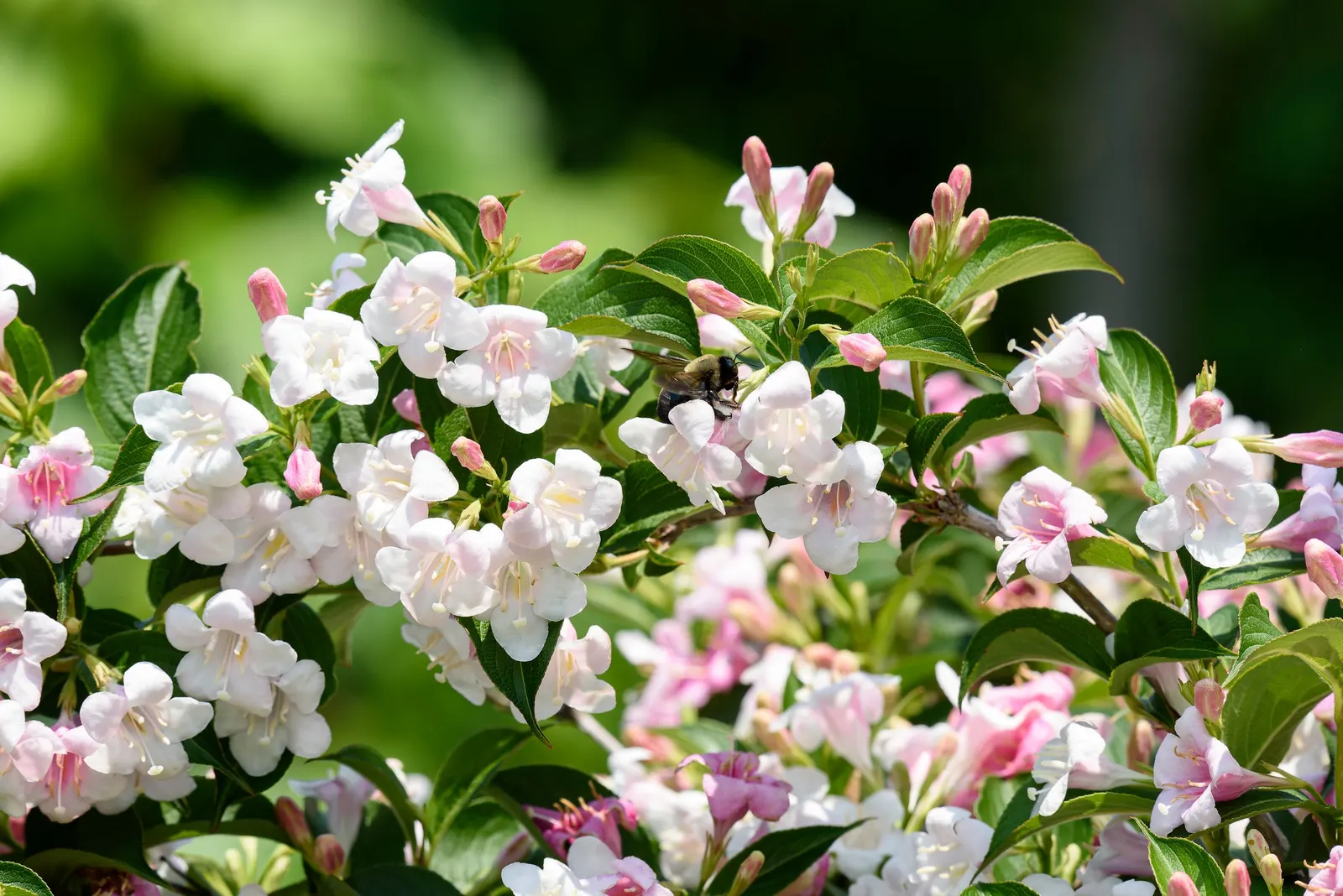 Weigela (Weigela Florida) — commonly referred to as Weigela; this low-maintenance shrub is ideal for hedges, foundation plantings, or as a specimen in a mixed
