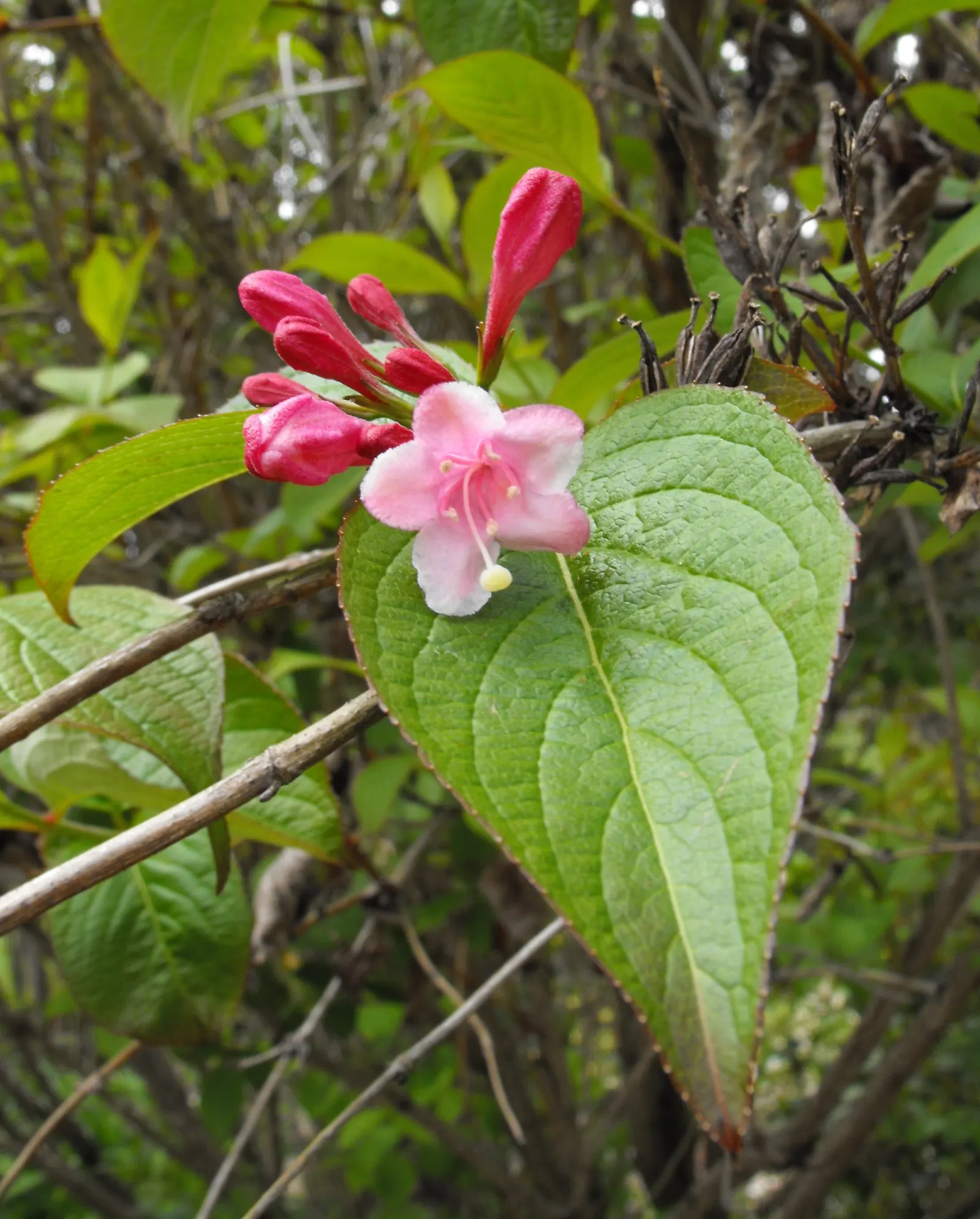 Weigela (Weigela Florida) — Pruning should be done immediately after flowering to shape the plant and encourage next year's bloom; pink flowers in the garden