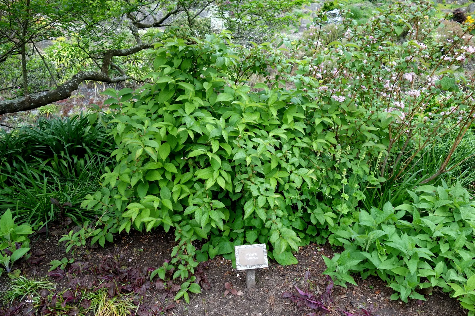 Weigela (Weigela Florida) — Pruning should be done immediately after flowering to shape the plant and encourage next year's bloom; pink flowers in, image 83