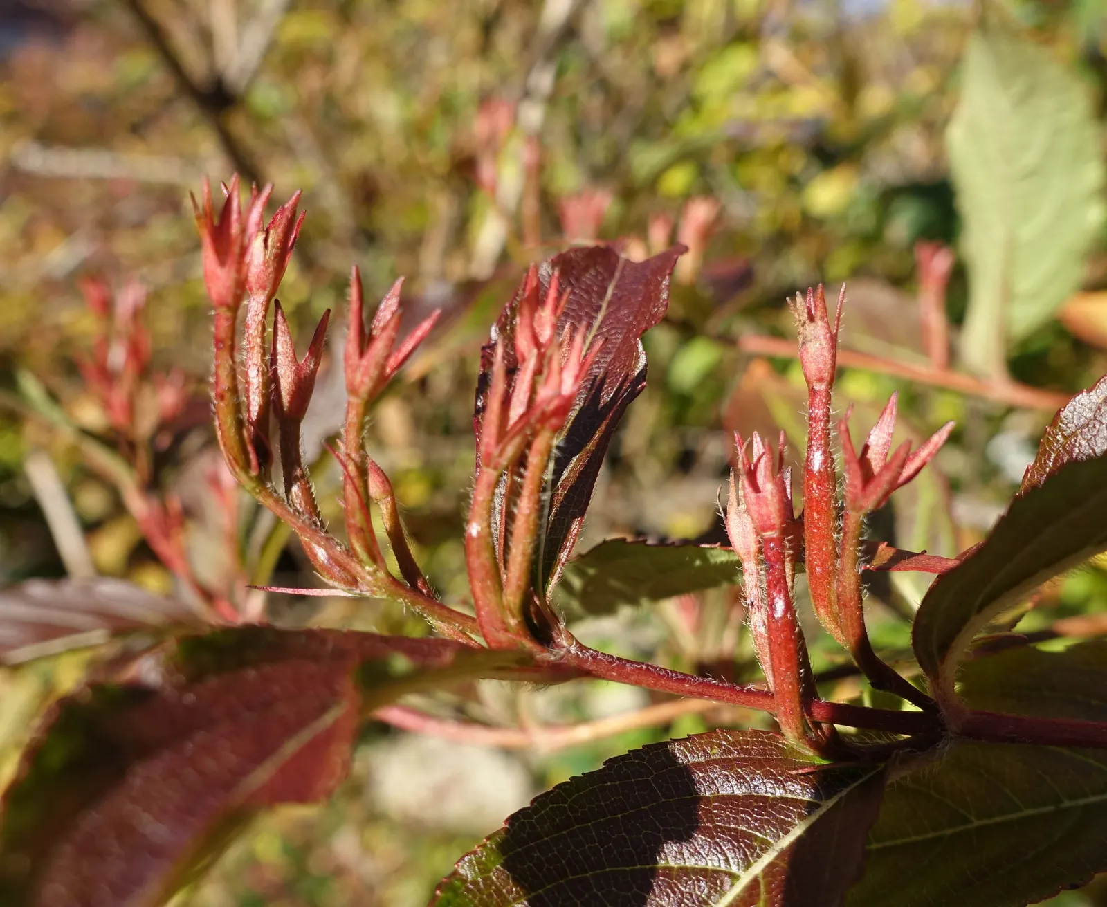 Weigela (Weigela Florida) — This versatile plant features trumpet-shaped, pink to red flowers blooming in late spring