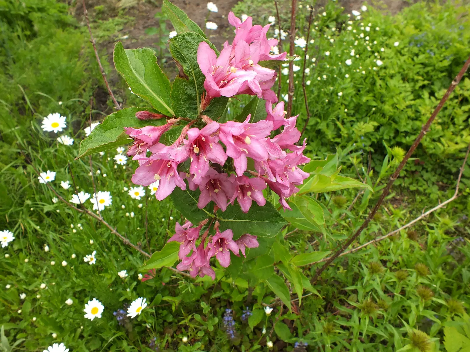Weigela (Weigela Florida) — Regular watering is essential during the first growing season to establish a deep, extensive root system