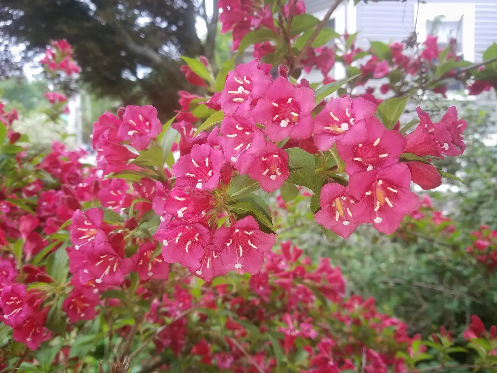 Weigela (Weigela Florida) — shrub for full or half; regular watering is essential during the first growing season to establish a deep, extensive root system