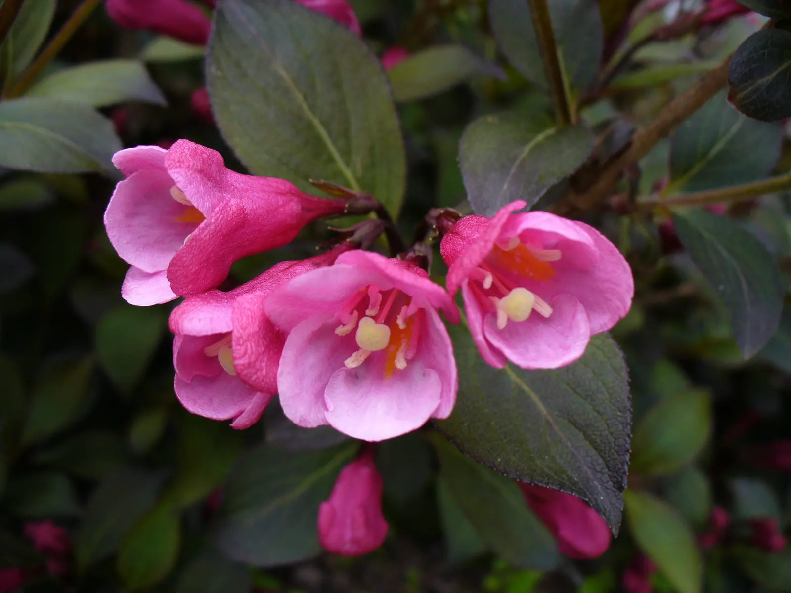 Weigela (Weigela Florida) — Pruning post-bloom encourages new growth