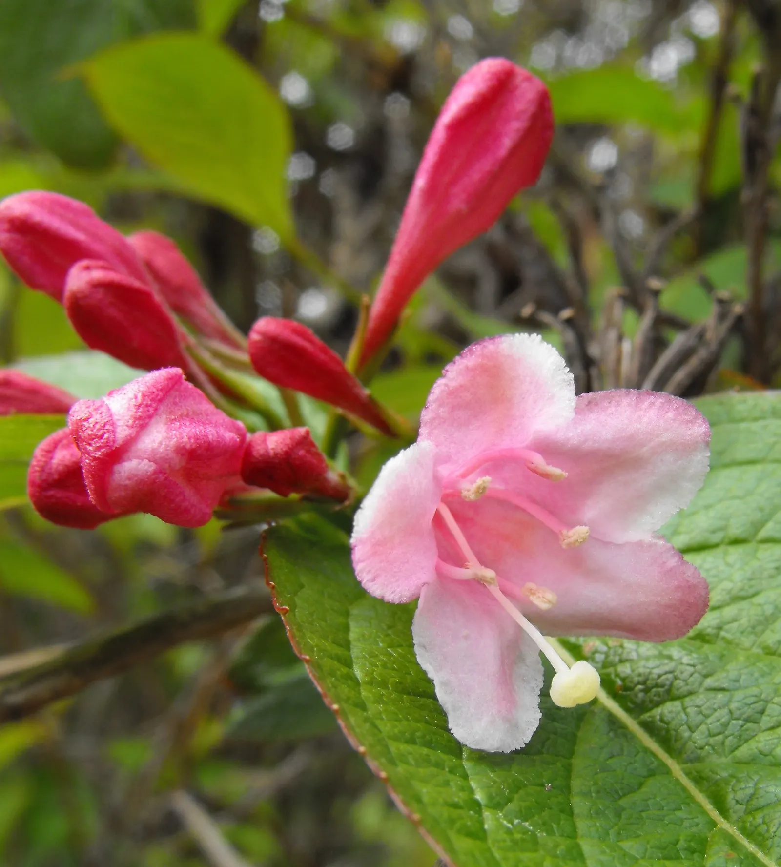 Weigela (Weigela Florida) — making it a captivating addition to any landscape design; is a deciduous shrub that is lauded for its showy, image 68