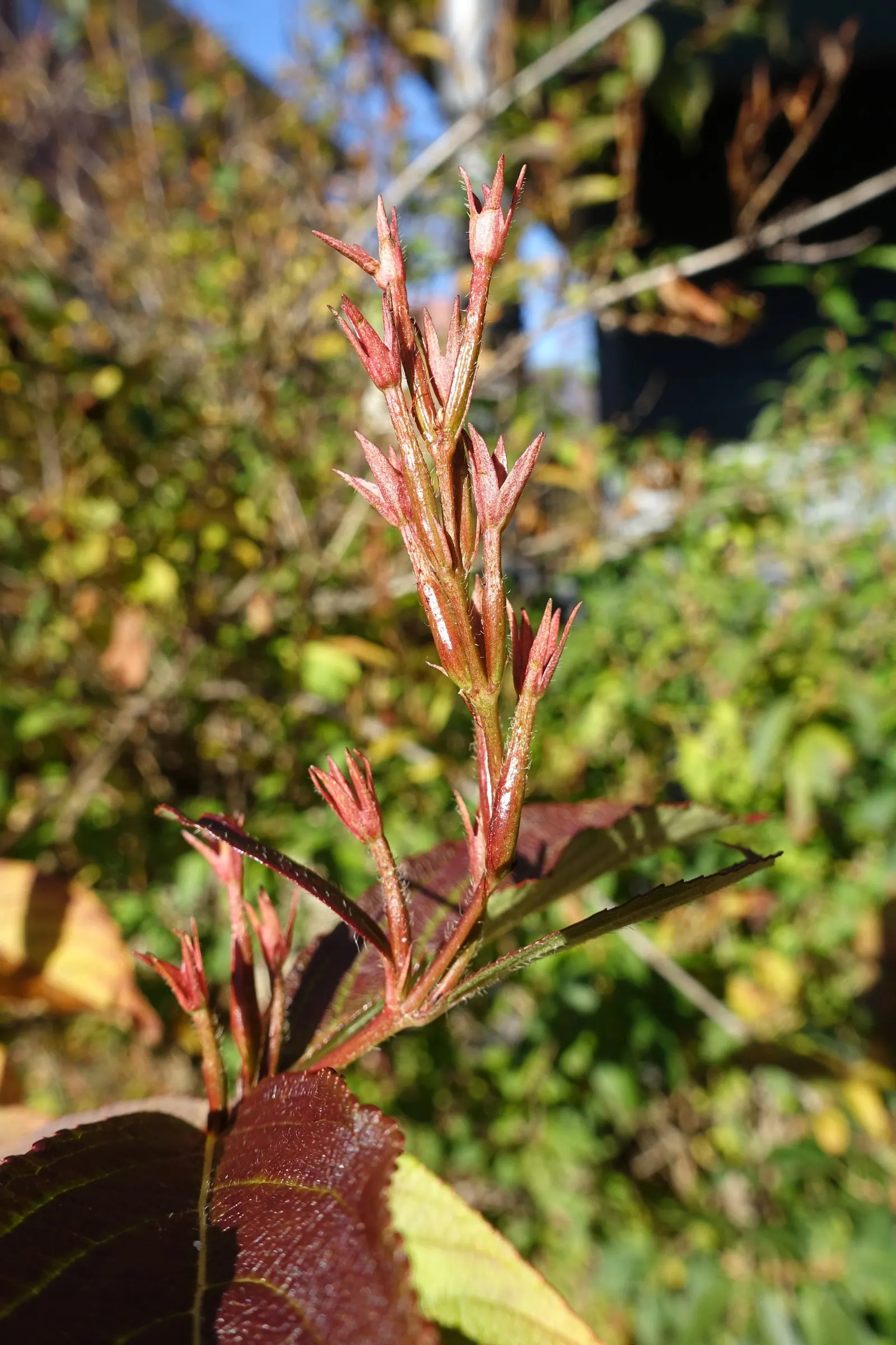 Weigela (Weigela Florida) — Regular watering is essential during the first growing season to establish a deep, extensive root system; adaptable to various