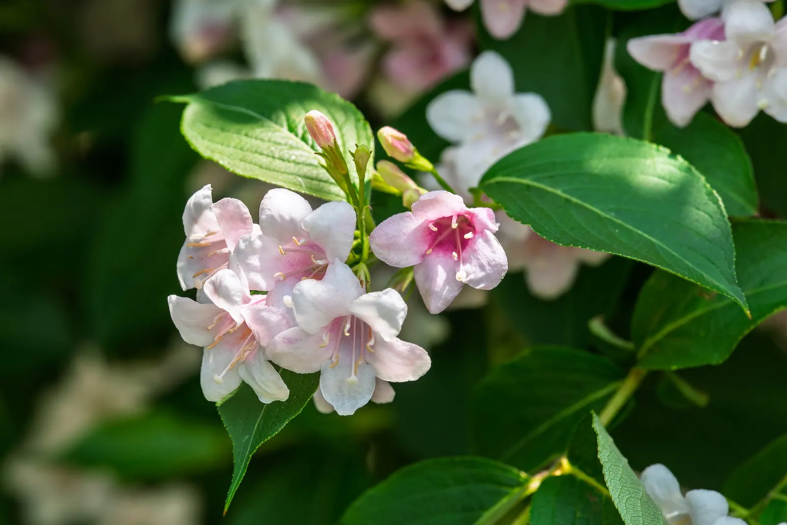 Weigela (Weigela Florida) — although compact varieties may be smaller.<br><br>This ornamental plant blooms profusely in late spring; commonly referred to as