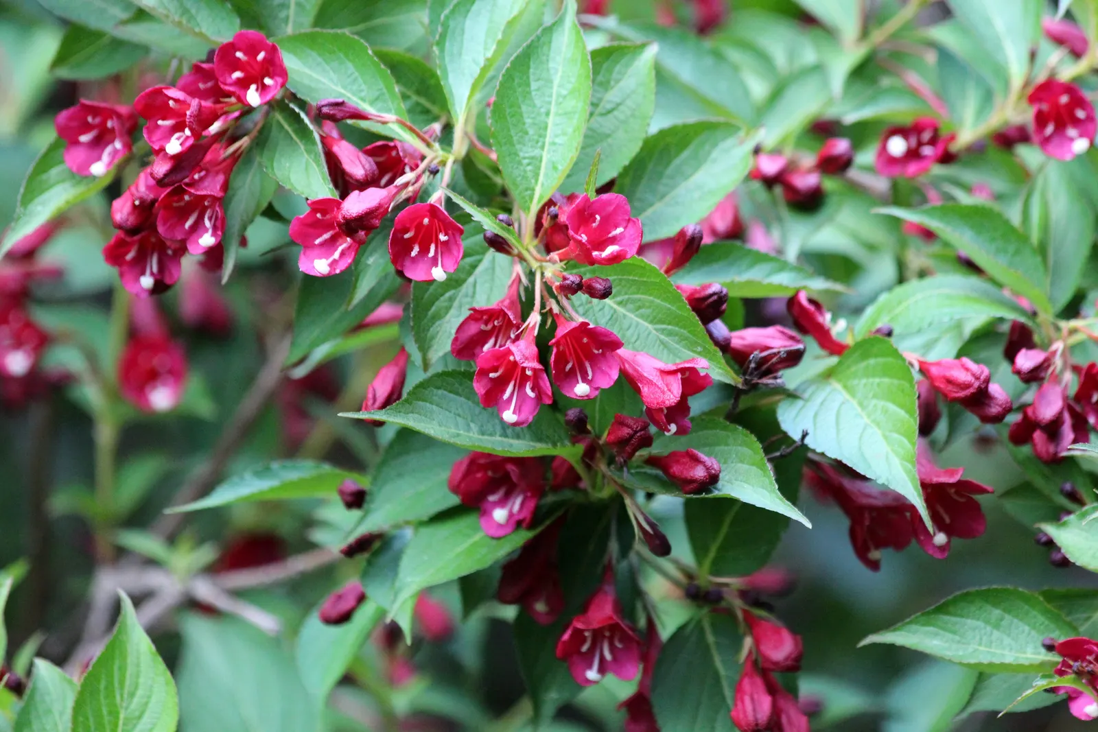 Weigela (Weigela Florida) — The funnel-shaped flowers come in an assortment of hues ranging from white to pink; requiring a minimum of 6 hours of direct