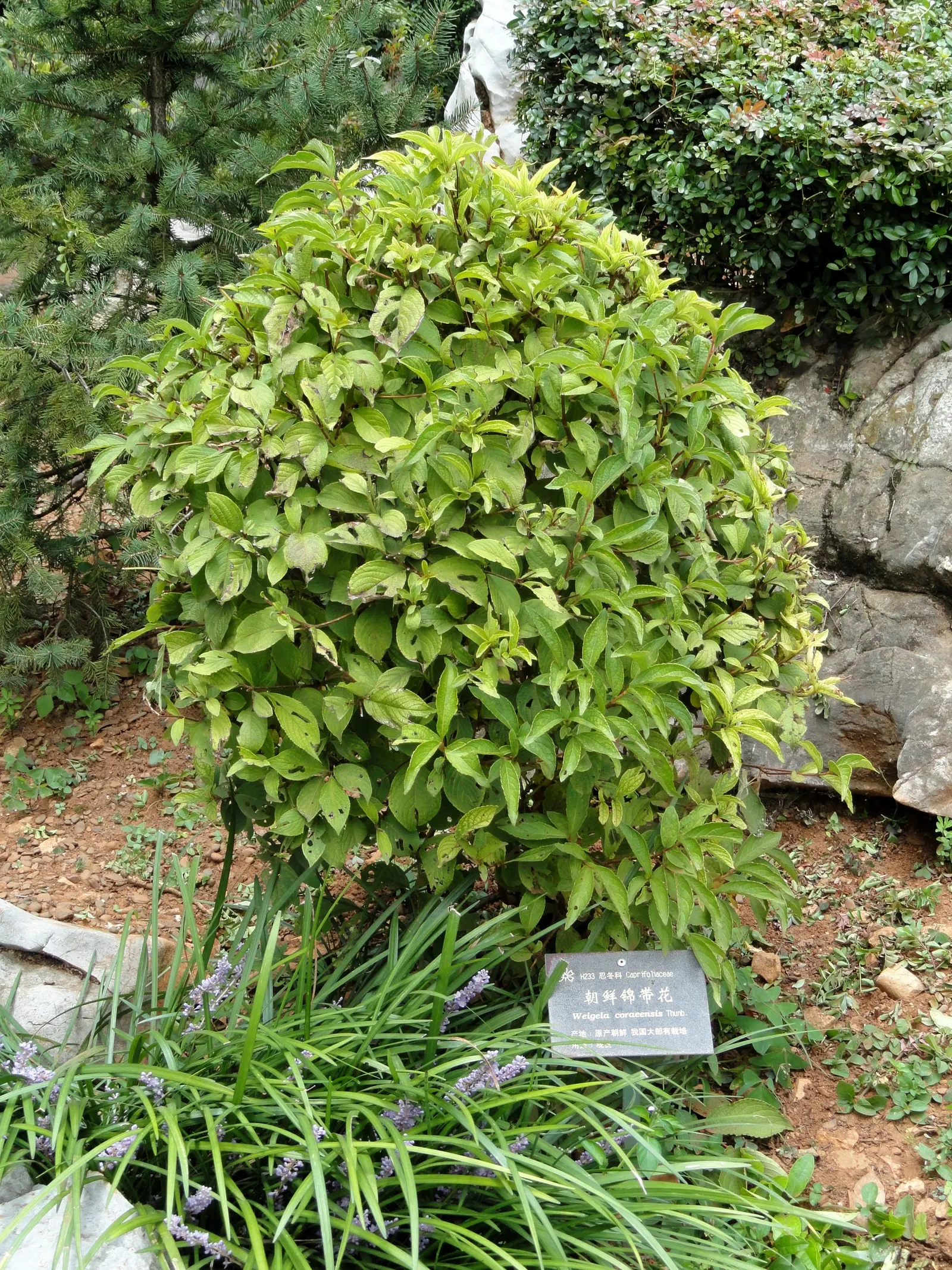 Weigela (Weigela Florida) — is a deciduous shrub reaching heights of 4-6 feet; this well-loved cultivar flourishes in USDA hardiness zones 4, image 89