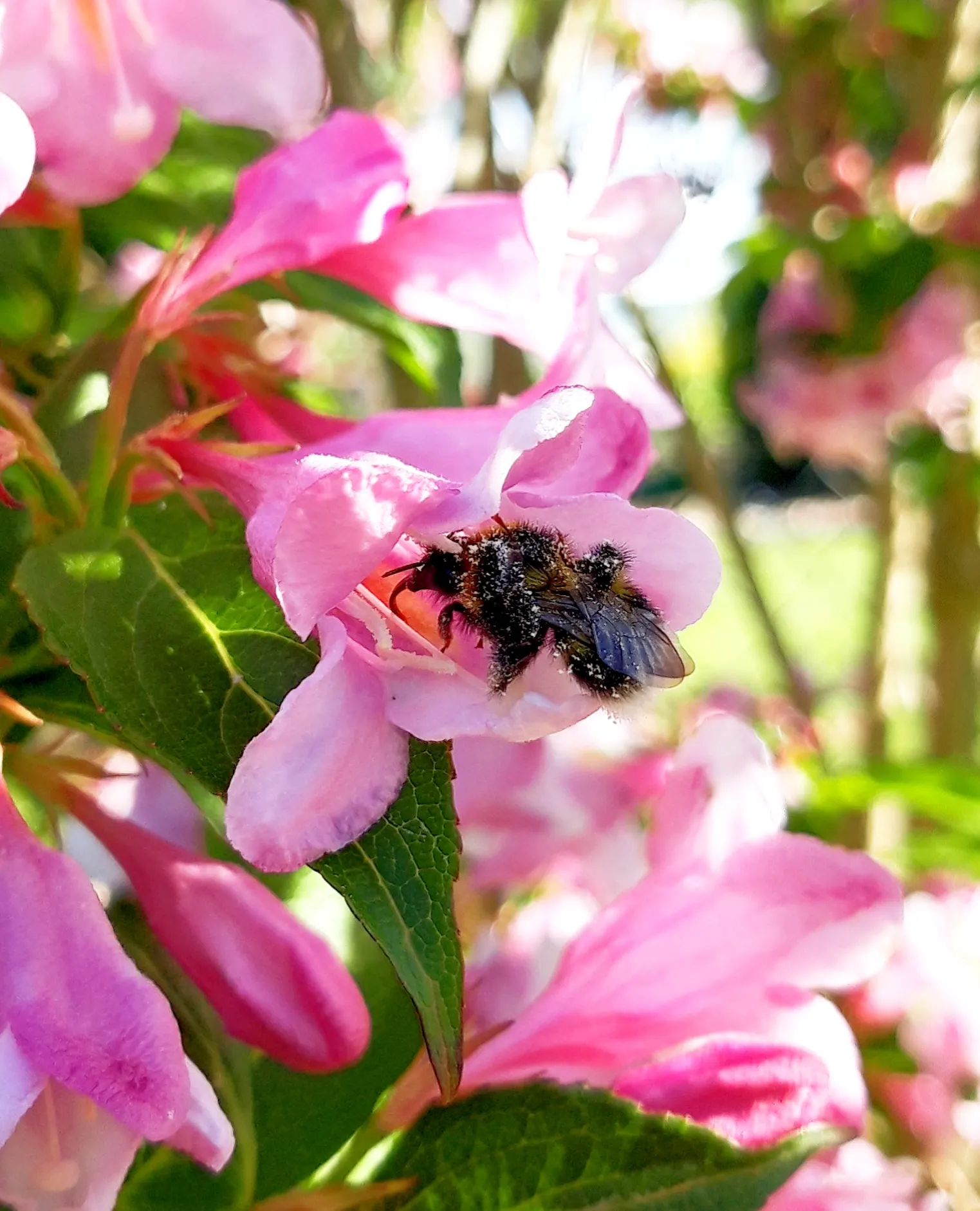 Weigela (Weigela Florida) — pink flowers in the garden