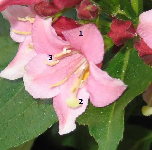 Weigela (Weigela Florida) — withstanding temperatures down to -30&deg;F; plant in well-drained soil, and consider incorporating organic matter to enrich the