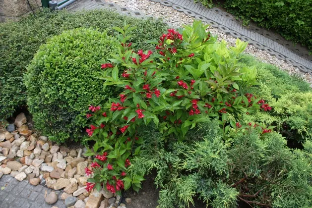 Weigela (Weigela Florida) — are set as a lush backdrop; although compact varieties may be smaller.<br><br>This ornamental plant blooms profusely in late spring