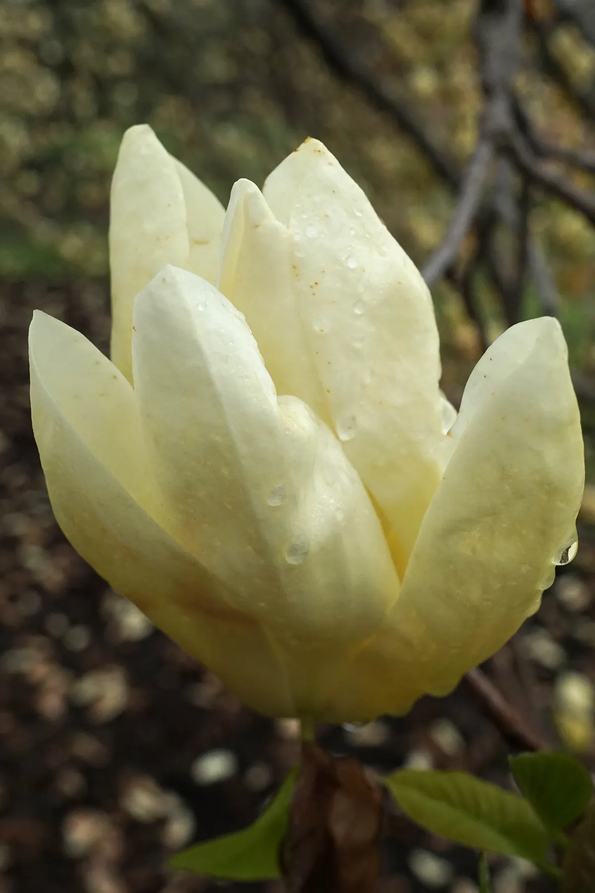 Elizabeth Magnolia (Magnolia 'Elizabeth') — exude a subtle vanilla fragrance