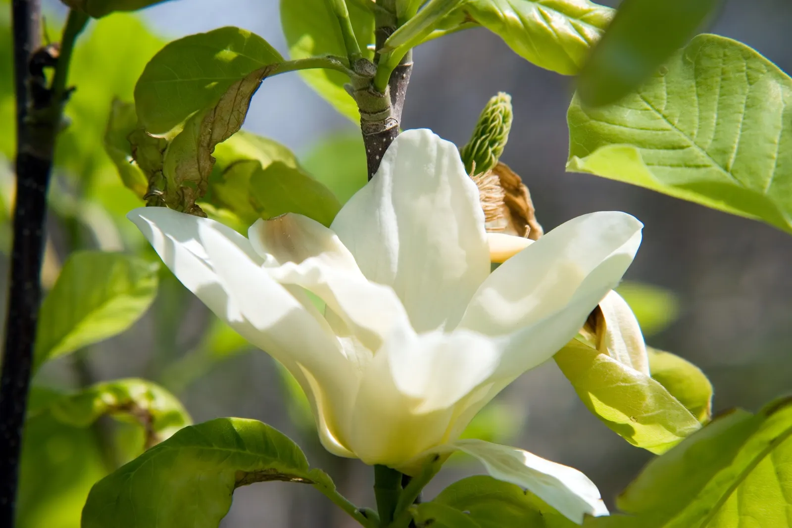 Elizabeth Magnolia (Magnolia 'Elizabeth') — This magnolia requires full sun to partial shade and thrives in moist, acidic, well-drained soils