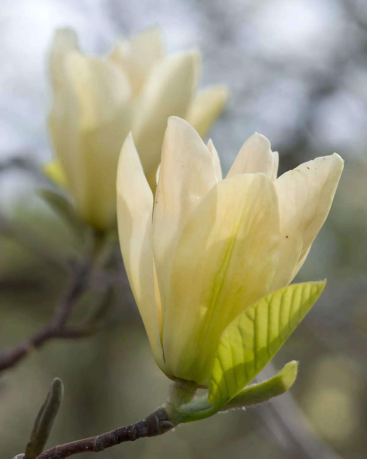 Elizabeth Magnolia (Magnolia 'Elizabeth') — The Magnolia 'Elizabeth' is an elegant deciduous tree renowned for its enchanting spring display