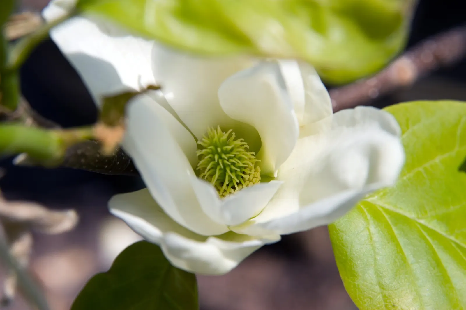 Elizabeth Magnolia (Magnolia 'Elizabeth') — featuring a pyramidal form with radiant