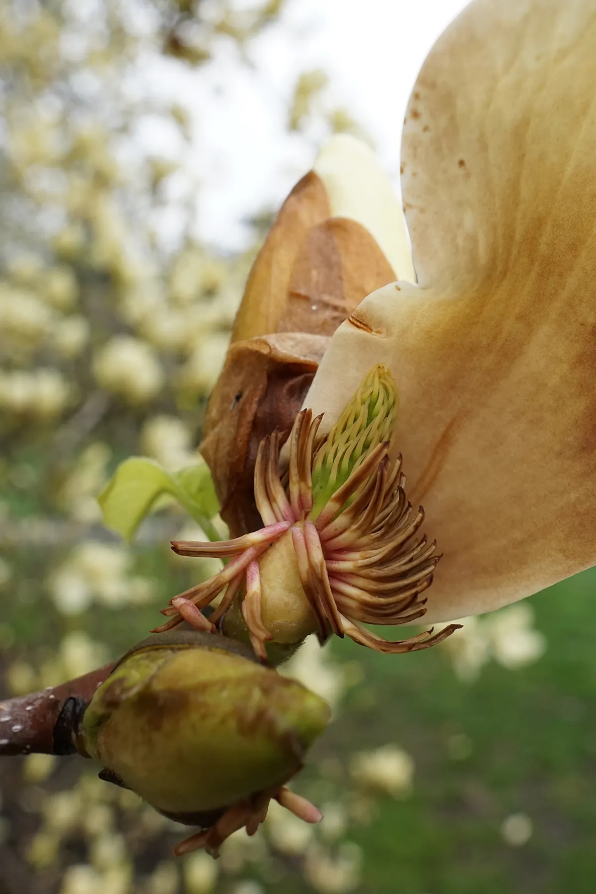 Elizabeth Magnolia (Magnolia 'Elizabeth') — and its non-invasive root system allows for planting near structures or walkways