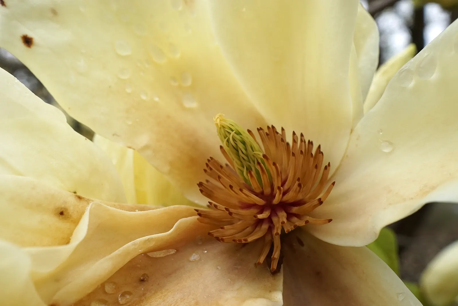 Elizabeth Magnolia (Magnolia 'Elizabeth') — This specimen thrives in full sun to partial shade and is hardy in Zones 5 through 9