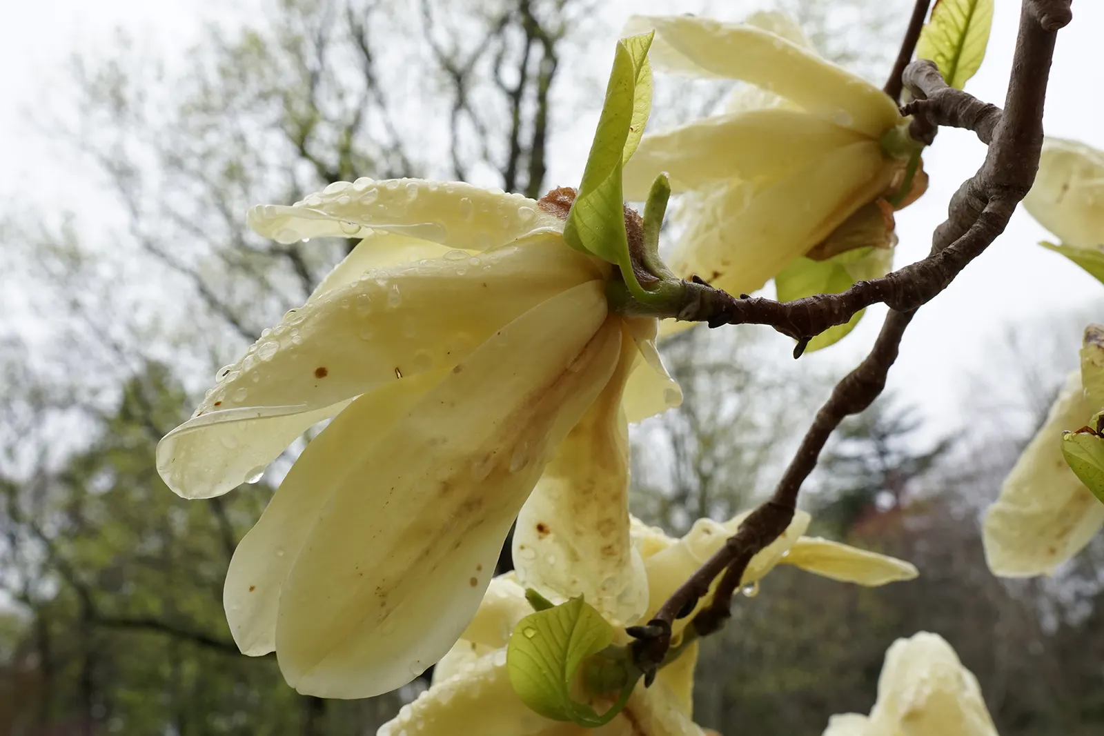 Elizabeth Magnolia (Magnolia 'Elizabeth') — well-drained acidic soil for optimal health and flowering