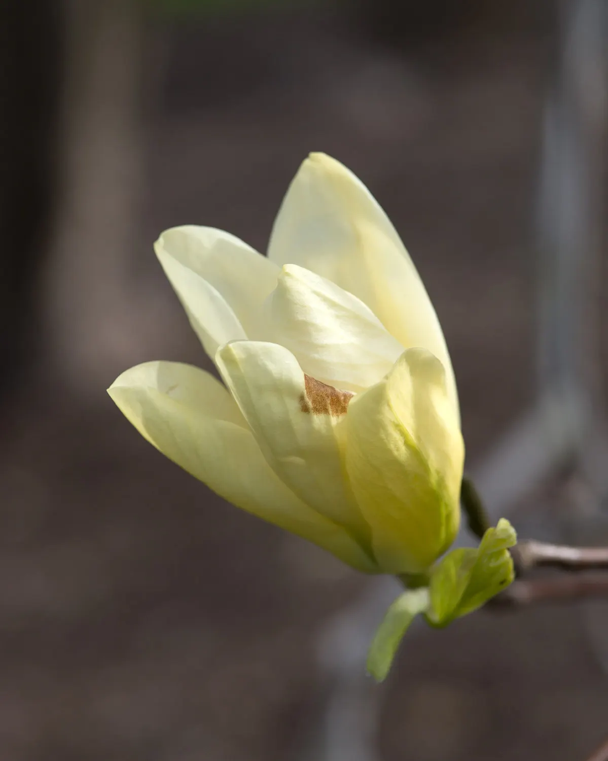 Elizabeth Magnolia (Magnolia 'Elizabeth') — creating a striking contrast against the early spring landscape