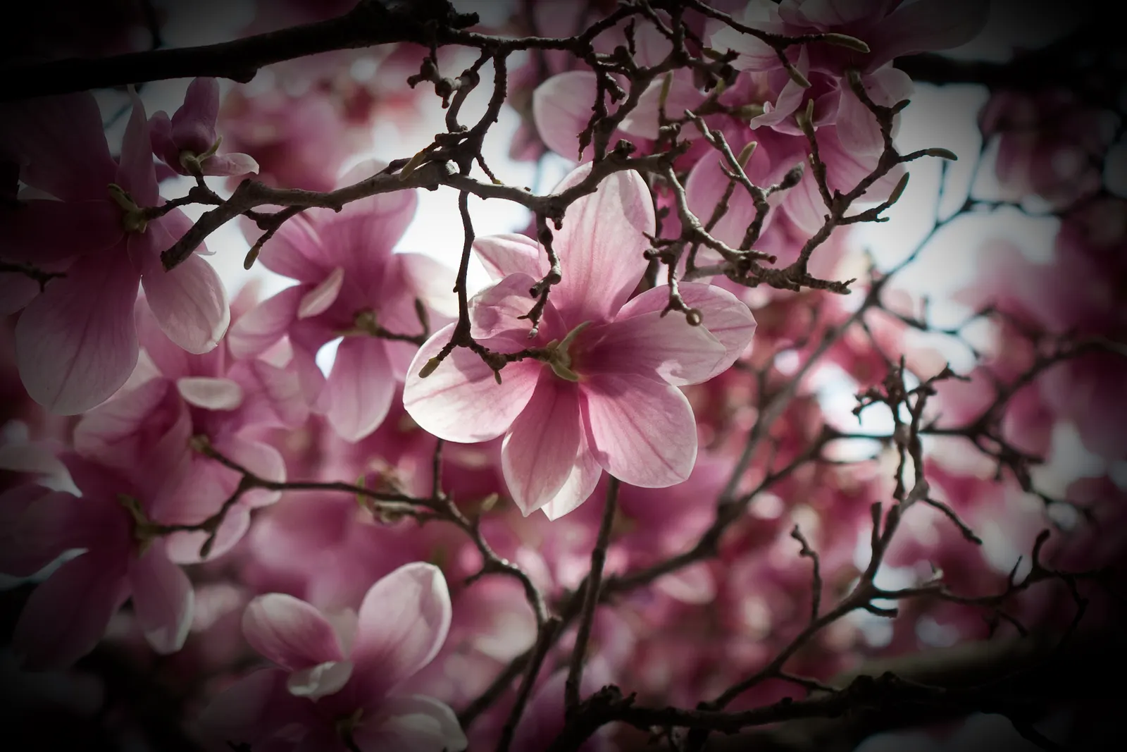Elizabeth Magnolia (Magnolia 'Elizabeth') — The Magnolia 'Elizabeth' is a captivating deciduous tree
