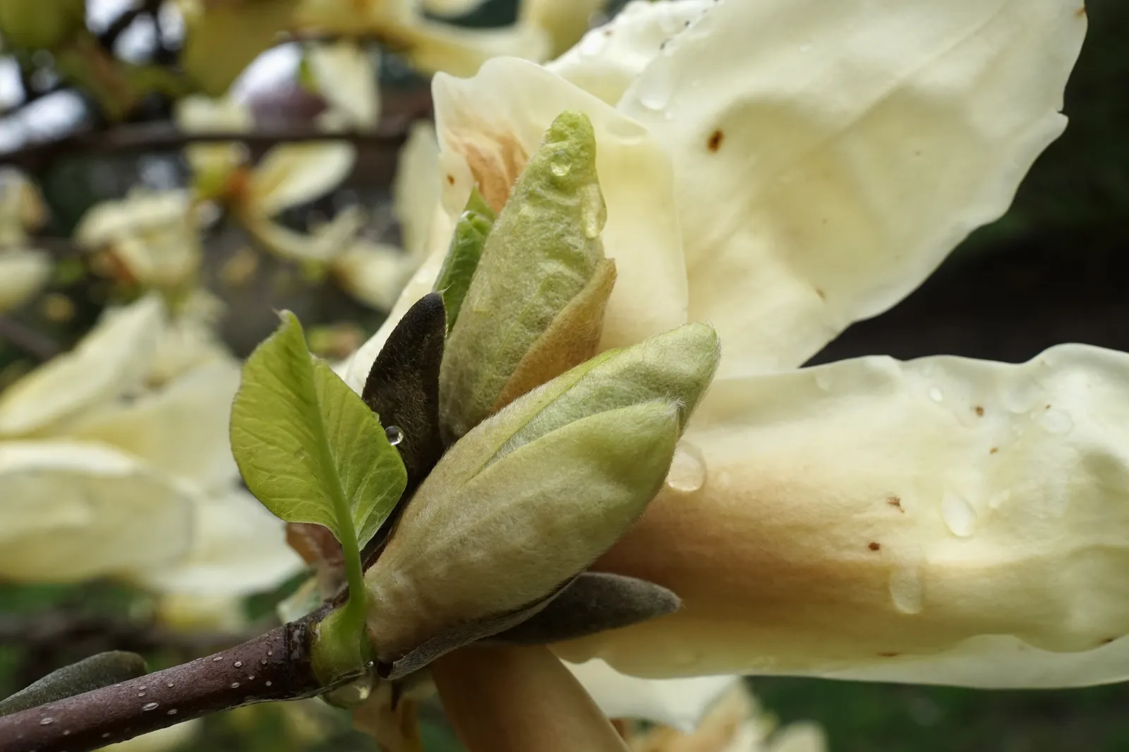 Elizabeth Magnolia (Magnolia 'Elizabeth') — pale butter-yellow blossoms that emerge before the leaves in early spring